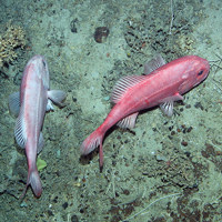 Orange roughy (Hoplostethus atlanticus) at Anton Dohrn Seamount SAC ©JNCC