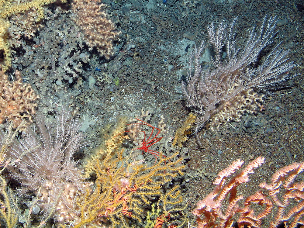 Corals with sea spider on biogenic reef at Anton Dohrn Seamount SAC©JNCC
