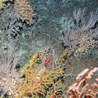 Corals with sea spider on biogenic reef at Anton Dohrn Seamount SAC©JNCC