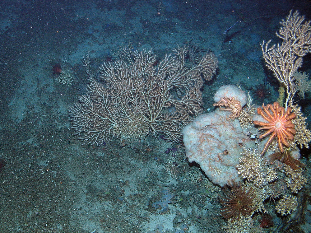 Corals and sponges at Anton Dohrn Seamount SAC ©JNCC
