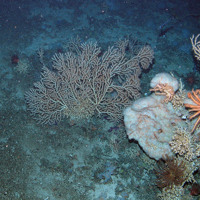 Corals and sponges at Anton Dohrn Seamount SAC ©JNCC