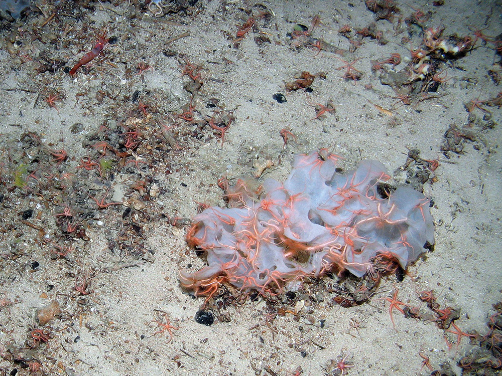 Brittlestars on sponge at Anton Dohrn Seamount SAC ©JNCC