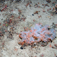 Brittlestars on sponge at Anton Dohrn Seamount SAC ©JNCC