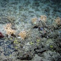 Seamount community including Antipatharian (Bathypathes sp.) and Scleractinian corals, sponges, brittle stars, feather stars and anemones at The Barra Fan and Hebrides Terrace Seamount MPA © Heriot-Watt University/JNCC 