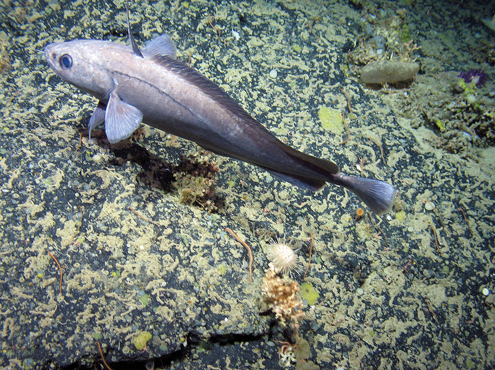 North Atlantic codling on rocky reef with  cold water corals, brittle stars, a cup coral, encrusting sponges and a sea urchin (Cidaris cidaris) at The Barra Fan and Hebrides Terrace Seamount MPA © Heriot-Watt University/JNCC