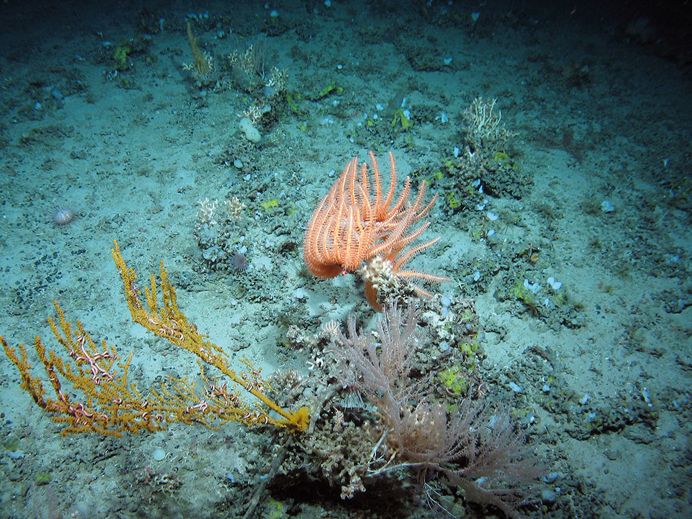 Seamount community including cold-water corals and other fauna such as anemones, sponges, brittlestars and star fish (Brisingidae) at The Barra Fan and Hebrides Terrace Seamount MPA © Heriot-Watt University/JNCC