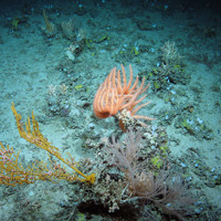 Seamount community including cold-water corals and other fauna such as anemones, sponges, brittlestars and star fish (Brisingidae) at The Barra Fan and Hebrides Terrace Seamount MPA © Heriot-Watt University/JNCC