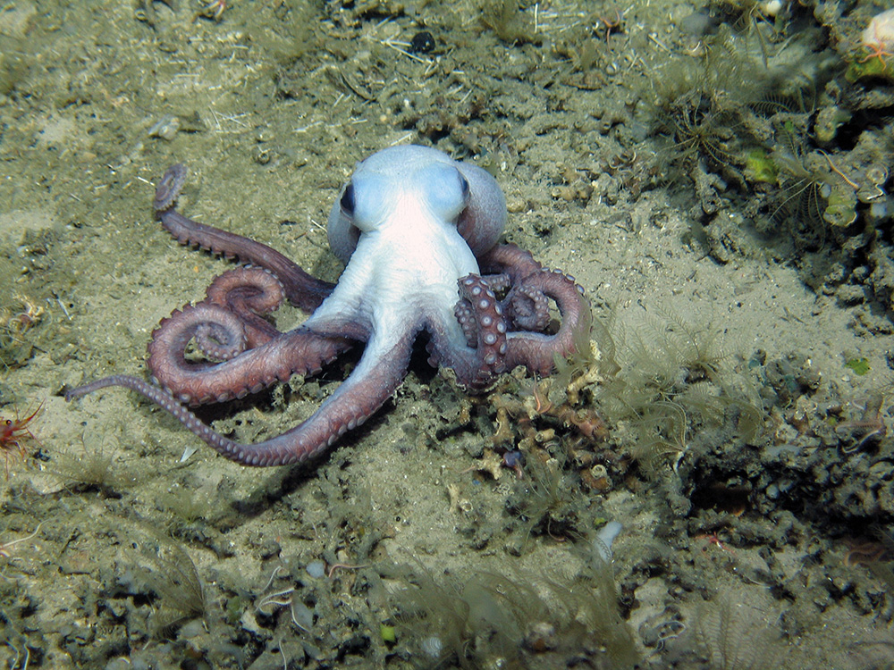 Octopus with feather stars, brittlestars and a shrimp at The Barra Fan and Hebrides Terrace Seamount MPA © Heriot-Watt University/JNCC
