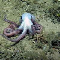 Octopus with feather stars, brittlestars and a shrimp at The Barra Fan and Hebrides Terrace Seamount MPA © Heriot-Watt University/JNCC