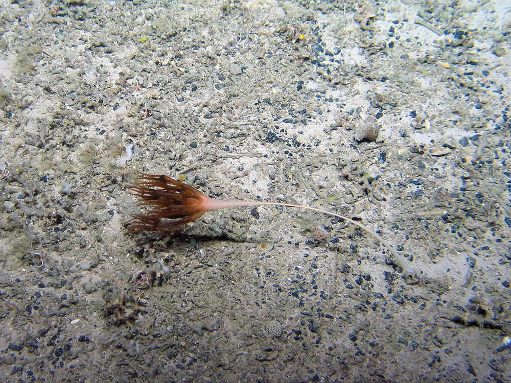 Sea pen (Umbellula sp.) burrowed in sandy gravel at The Barra Fan and Hebrides Terrace Seamount MPA © Heriot-Watt University/JNCC