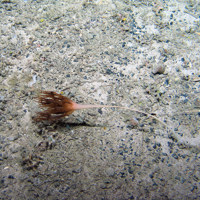 Sea pen (Umbellula sp.) burrowed in sandy gravel at The Barra Fan and Hebrides Terrace Seamount MPA © Heriot-Watt University/JNCC