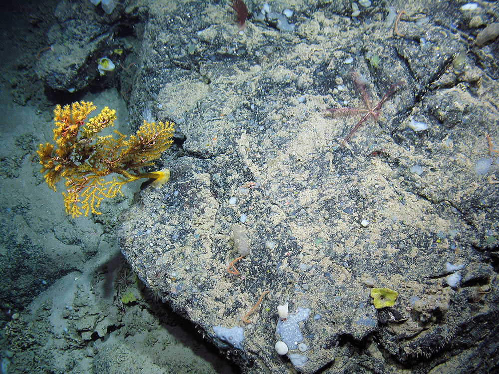 Seamount community including cold-water coral, sponges and brittlestars at The Barra Fan and Hebrides Terrace Seamount MPA © Heriot-Watt University/JNCC