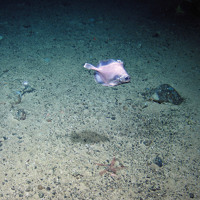 False Boarfish (Neocyttus helgae) swimming over sandy gravel interspersed with brittlestars at The Barra Fan and Hebrides Terrace Seamount MPA © Heriot-Watt University/JNCC