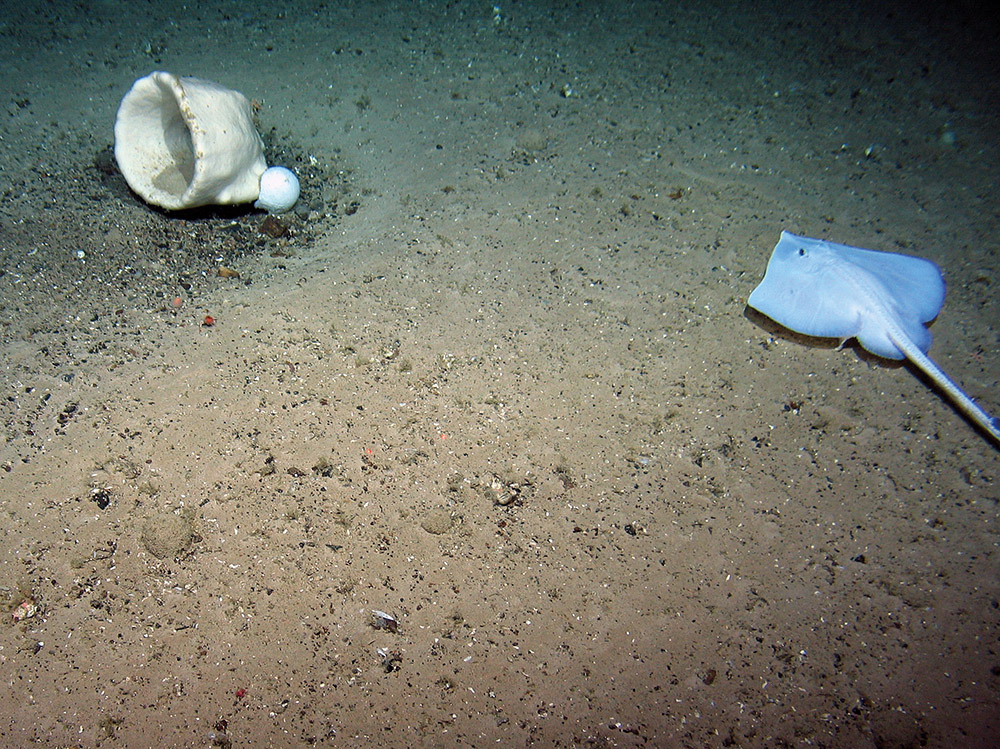 Large cup sponge and an unidentified deep-water ray at The Barra Fan and Hebrides Terrace Seamount MPA © Heriot-Watt University/JNCC