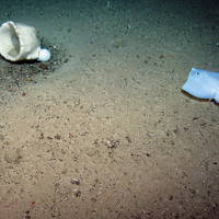 Large cup sponge and an unidentified deep-water ray at The Barra Fan and Hebrides Terrace Seamount MPA © Heriot-Watt University/JNCC