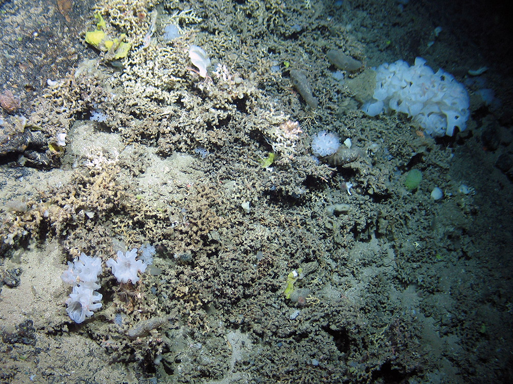 Cold-water coral reef with associated fauna including the sponge Aphrocallistes  sp., brittle stars, urchins and anemones at The Barra Fan and Hebrides Terrace Seamount MPA © Heriot-Watt University/JNCC