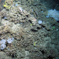 Cold-water coral reef with associated fauna including the sponge Aphrocallistes  sp., brittle stars, urchins and anemones at The Barra Fan and Hebrides Terrace Seamount MPA © Heriot-Watt University/JNCC