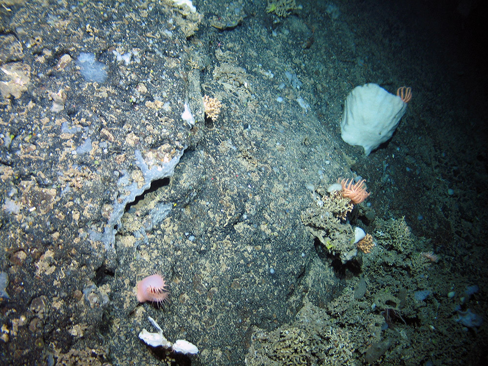 Bedrock with lamellate sponge, encrusting sponge, a sea anemone (Phelliactis sp.), starfish (Brisingidae) and small patches of cold water coral at The Barra Fan and Hebrides Terrace Seamount MPA © Heriot-Watt University/JNCC