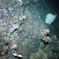 Bedrock with lamellate sponge, encrusting sponge, a sea anemone (Phelliactis sp.), starfish (Brisingidae) and small patches of cold water coral at The Barra Fan and Hebrides Terrace Seamount MPA © Heriot-Watt University/JNCC
