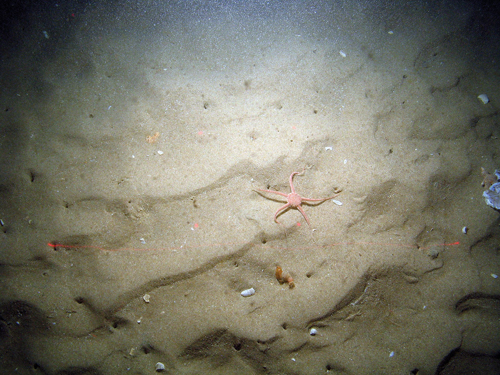 Brittlestar (Ophiura ophiura) on rippled sand with burrows at Bassurelle Sandbank SAC© JNCC/Cefas