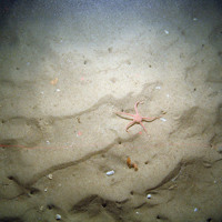 Brittlestar (Ophiura ophiura) on rippled sand with burrows at Bassurelle Sandbank SAC© JNCC/Cefas