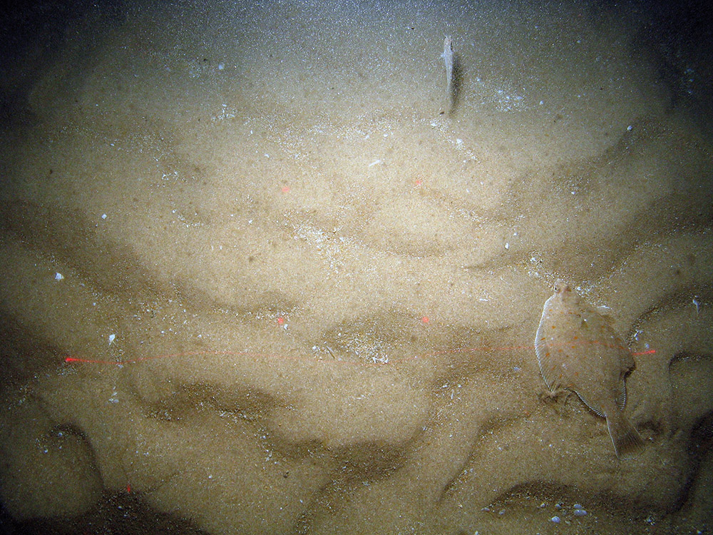 Plaice (Pleuronectes plates) and a lesser weever fish (Echiichthys viper) on rippled sand at Bassurelle Sandbank SAC© JNCC/Cefas