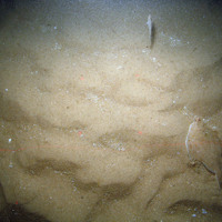 Plaice (Pleuronectes plates) and a lesser weever fish (Echiichthys viper) on rippled sand at Bassurelle Sandbank SAC© JNCC/Cefas