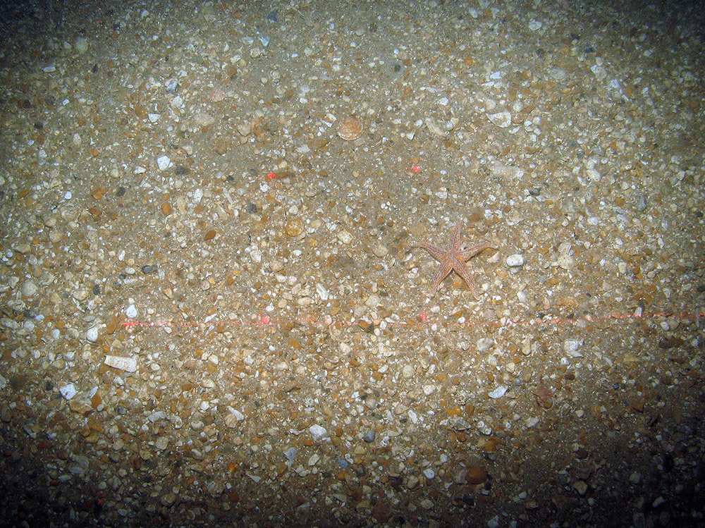 Common starfish (Asterias rubens) on gravel with sand at Bassurelle Sandbank SAC © JNCC/Cefas