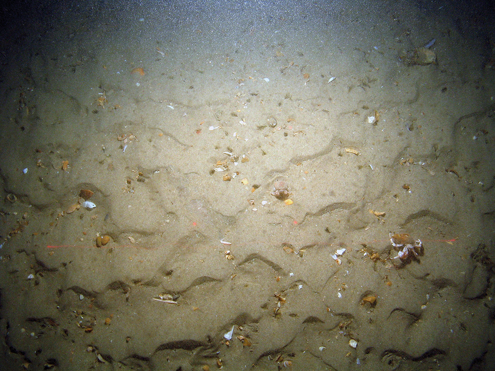 Hermit crabs (Paguridae) on rippled sand with gravel at Bassurelle Sandbank SAC© JNCC/Cefas