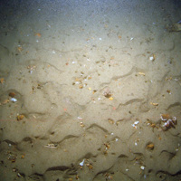 Hermit crabs (Paguridae) on rippled sand with gravel at Bassurelle Sandbank SAC© JNCC/Cefas