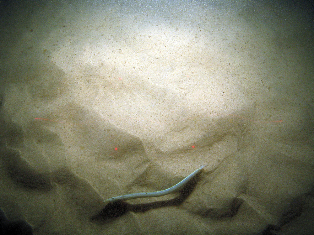 Sand eel (Ammodytidae) emerging from sand at Bassurelle Sandbank SAC© JNCC/Cefas