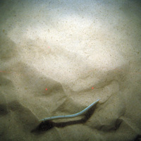 Sand eel (Ammodytidae) emerging from sand at Bassurelle Sandbank SAC© JNCC/Cefas