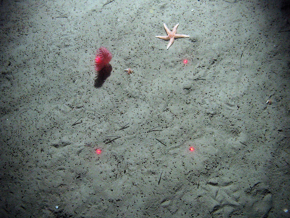 Phosphorescent sea pen (Pennatula phosphorea) and common starfish (Asterias rubens) on sediment at Braemar Pockmarks SAC © JNCC/Cefas