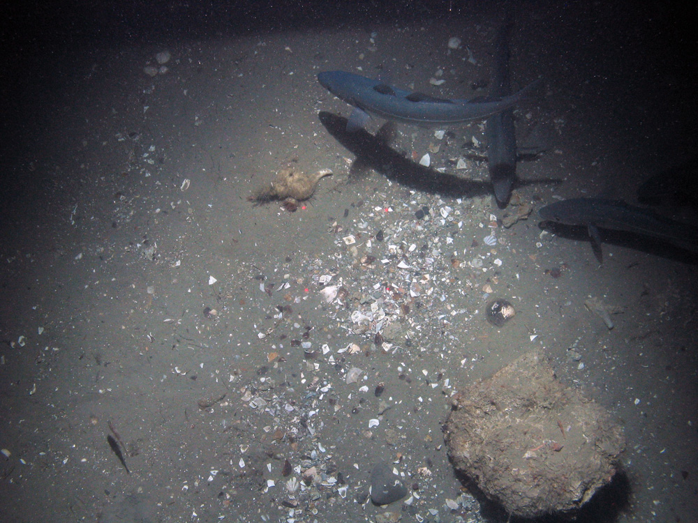 A block of methane-derived authigenic carbonate (MDAC) with hunting saithe (Pollacius virens) over shell hash and mud sediment at Braemar Pockmarks SAC © JNCC/Cefas