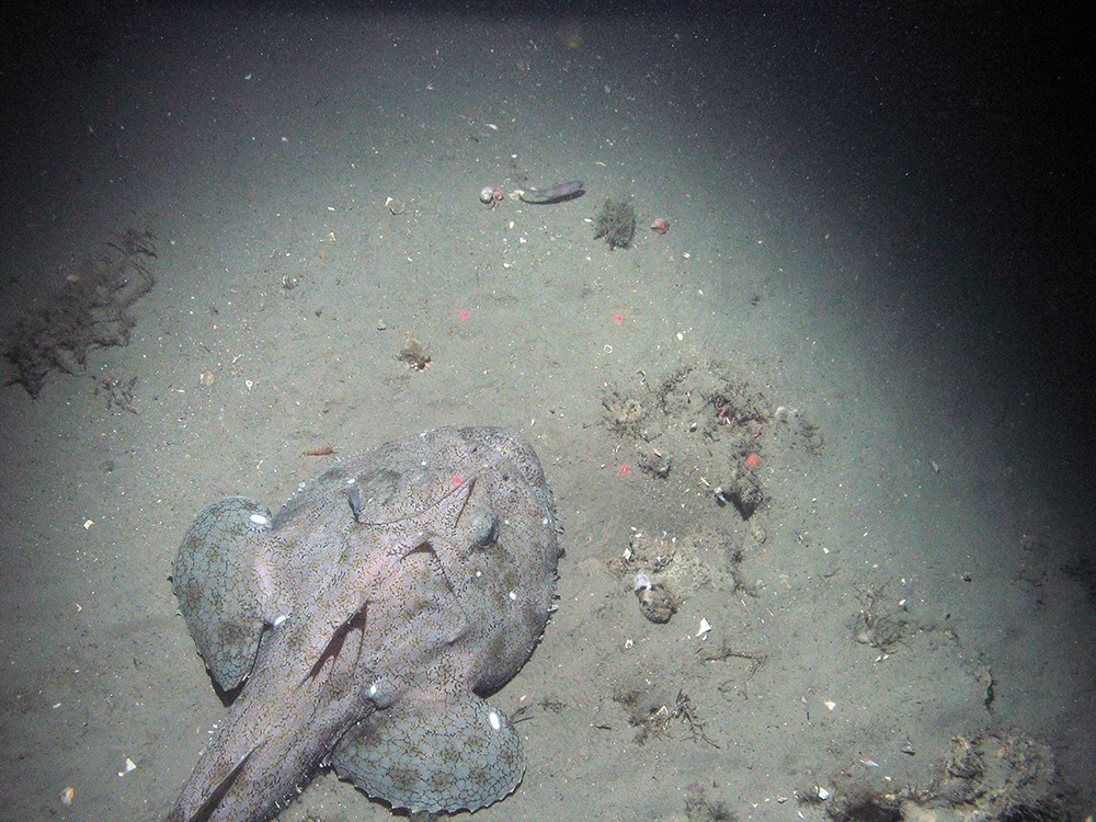 Monkfish (Lophius piscatorius) on mud sediment at Braemar Pockmarks SAC© JNCC/Cefas