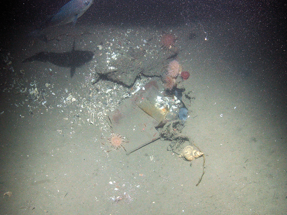 Marine debris and anemones at Braemar Pockmarks SAC © JNCC/Cefas 