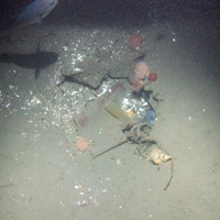 Marine debris and anemones at Braemar Pockmarks SAC © JNCC/Cefas 