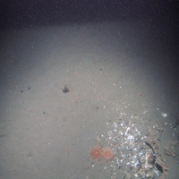 A slab of methane derived anthropogenic carbonate (MDAC) with shell hash and colourful anemones (Urticina) on mud sediment at the Braemar Pockmarks SAC © JNCC/Cefas