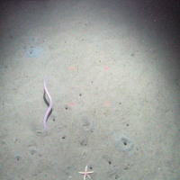 Hag fish (Myxine glutinosa) burrowing into soft sediment at Braemar Pockmarks SAC © JNCC/Cefas 