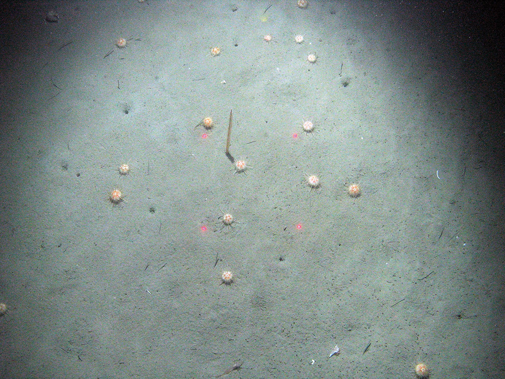 Sea urchins (Echinus acutus) on sediment with a slender sea pen (Virgularia mirabilis) at Braemar Pockmarks SAC © JNCC/Cefas