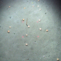 Sea urchins (Echinus acutus) on sediment with a slender sea pen (Virgularia mirabilis) at Braemar Pockmarks SAC © JNCC/Cefas