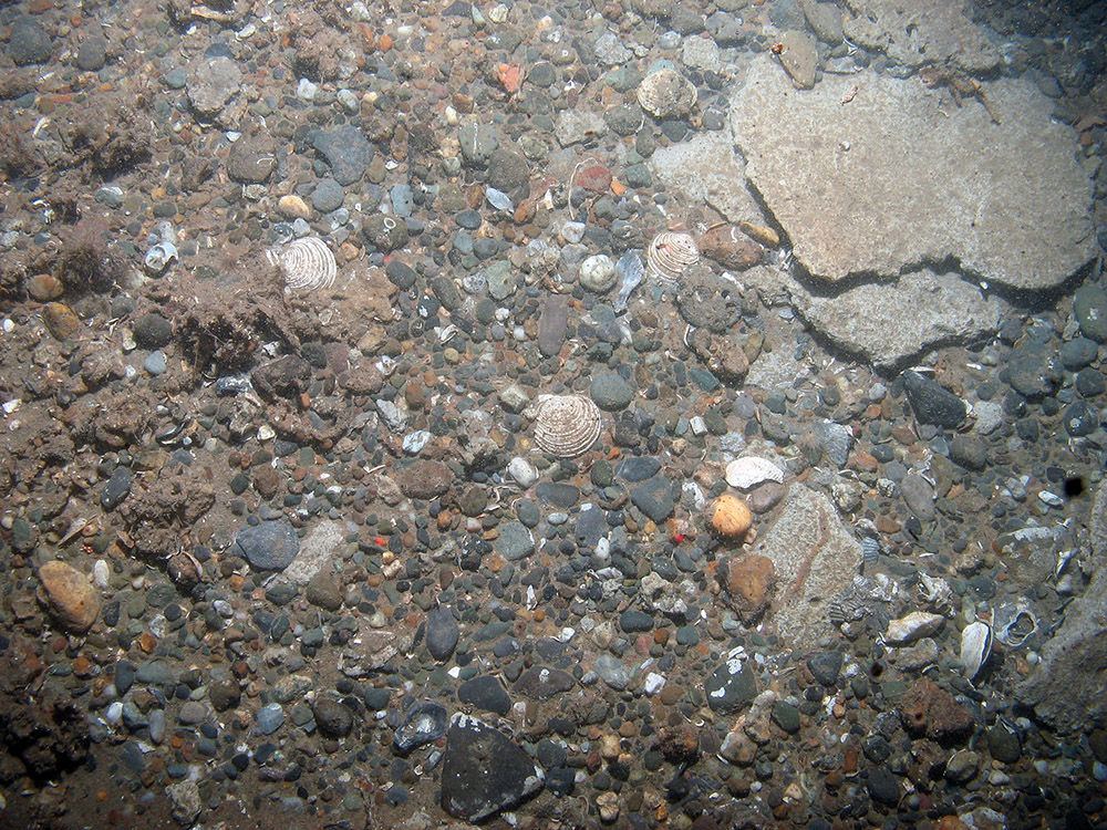 Carbonate slab on gravelly substrata at Croker Carbonate Slabs SAC © JNCC