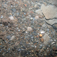 Carbonate slab on gravelly substrata at Croker Carbonate Slabs SAC © JNCC