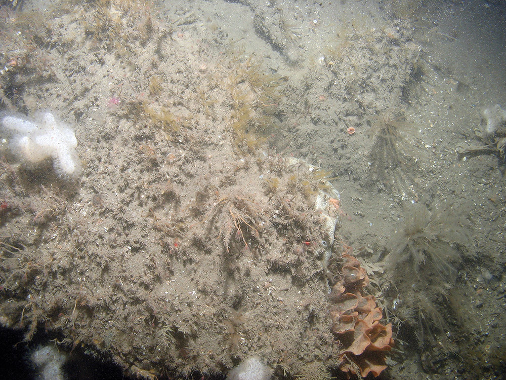 Edge of carbonate slab with the ross coral (Pentapora foliacea), hydroids, dead man's fingers (Alcyonium digitatum) and ross worm (Sabellaria spinulosa) at Croker Carbonate Slabs SAC © JNCC
