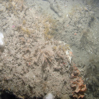 Edge of carbonate slab with the ross coral (Pentapora foliacea), hydroids, dead man's fingers (Alcyonium digitatum) and ross worm (Sabellaria spinulosa) at Croker Carbonate Slabs SAC © JNCC
