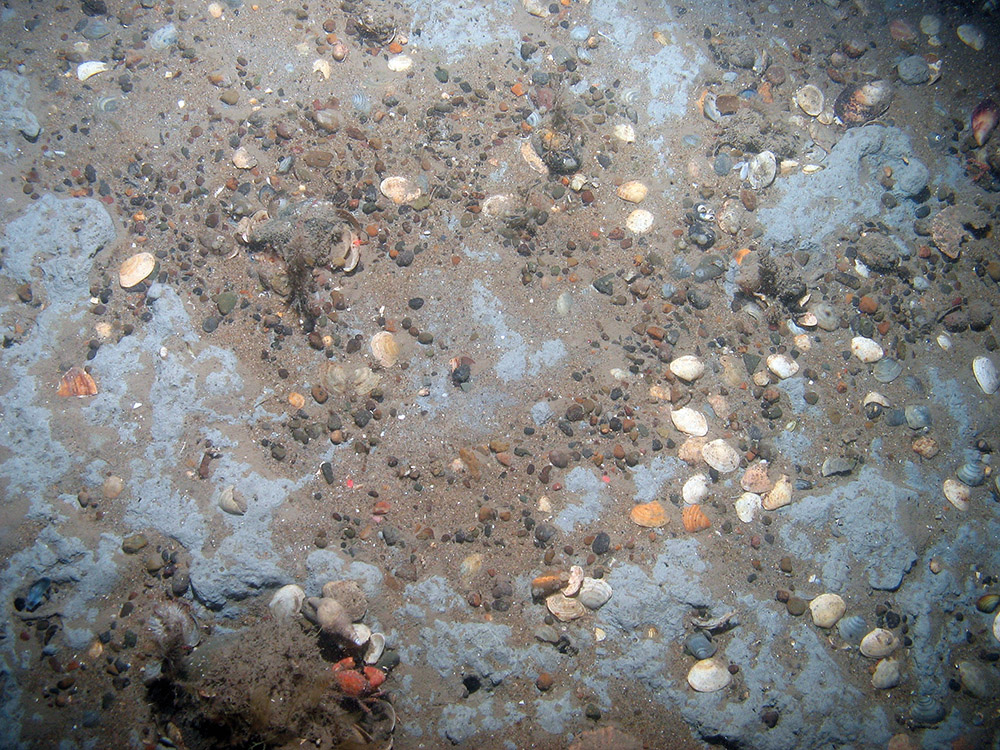 Clay-like substrata partially covered by gravel and sand at Croker Carbonate Slabs SAC © JNCC