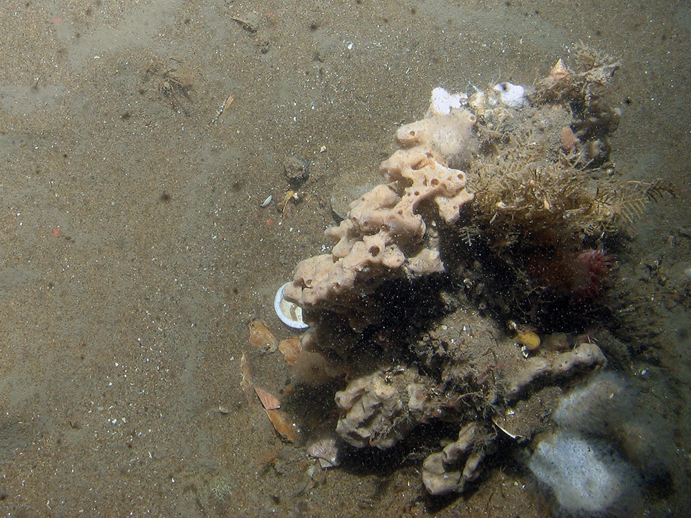 Sponge and hydroid on hard substrata outcropping from sand at Croker Carbonate Slabs SAC © JNCC 