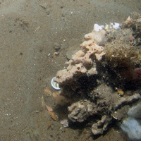 Sponge and hydroid on hard substrata outcropping from sand at Croker Carbonate Slabs SAC © JNCC 