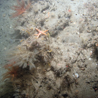 Ross worms (Sabellaria spinulosa), hydroids and horn wrack (Flustra foliacea) at Croker Carbonate Slabs SAC © JNCC