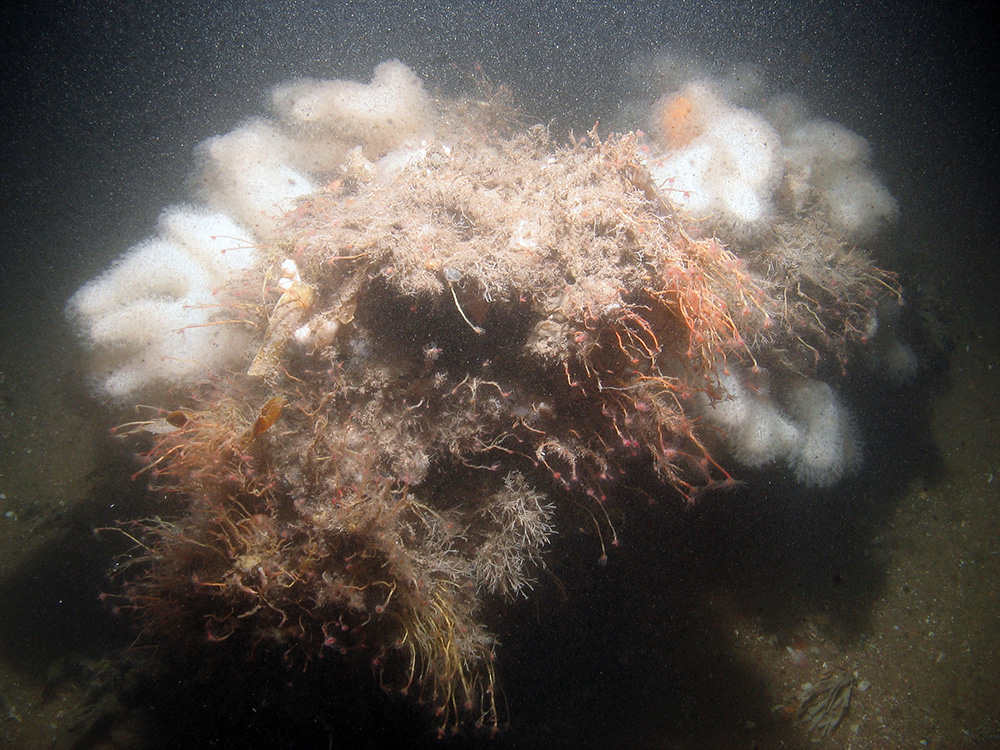 Carbonate slab overhang as habitat for squat lobsters (Munida rugosa) at Croker Carbonate Slabs SAC © JNCC